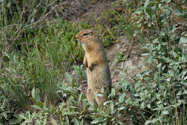 Denali Education Center | Promoting appreciation of Denali through ...