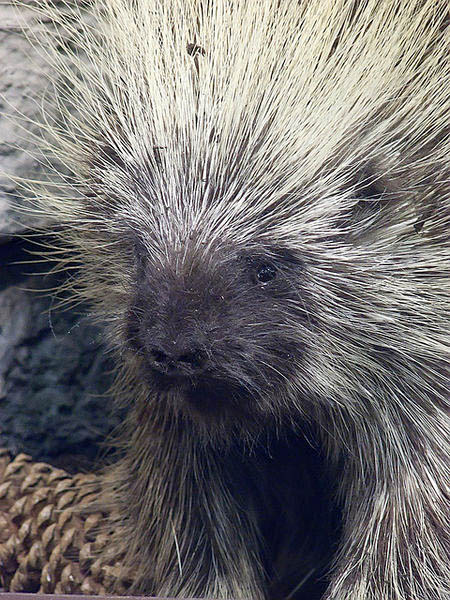 baby porcupine face