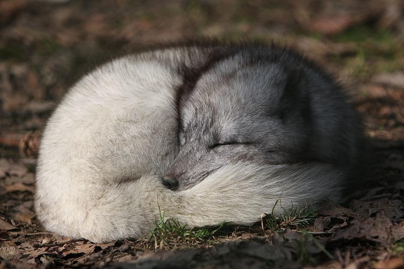 arctic fox sounds