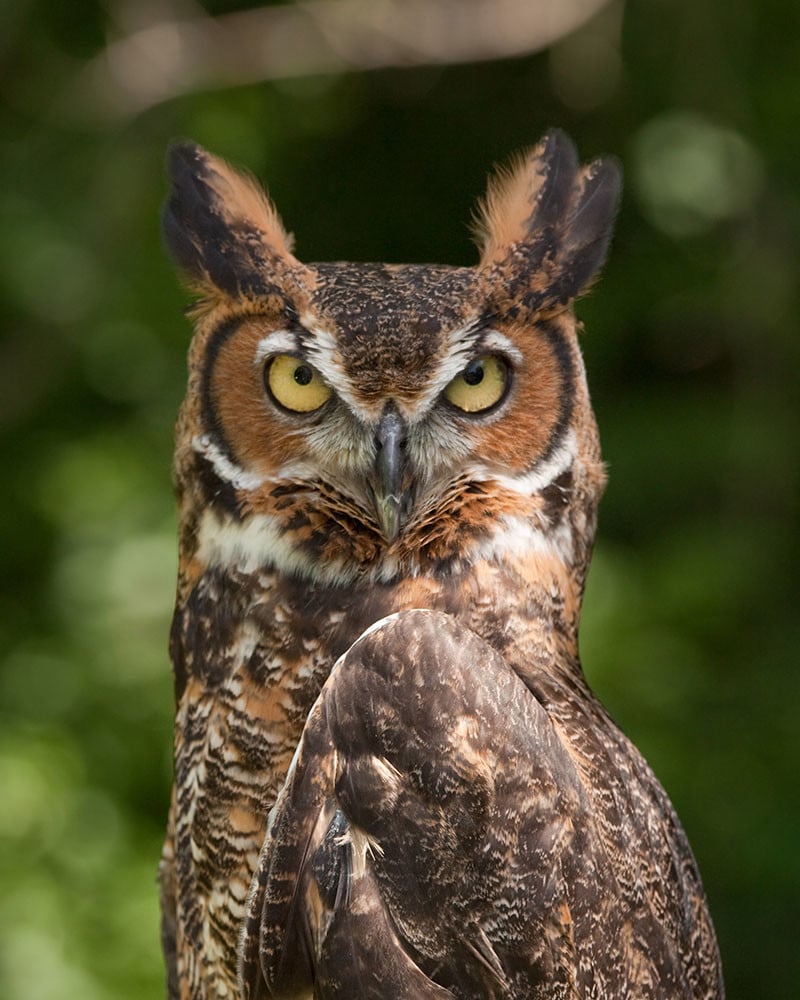 Great Horned Owl Ears