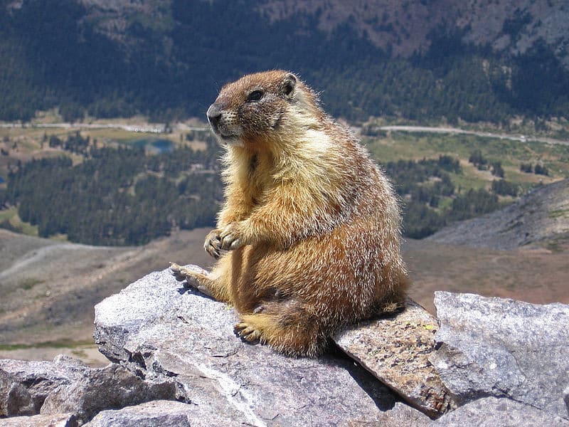 【美品】Marmot